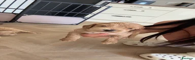 Cockapoo 6