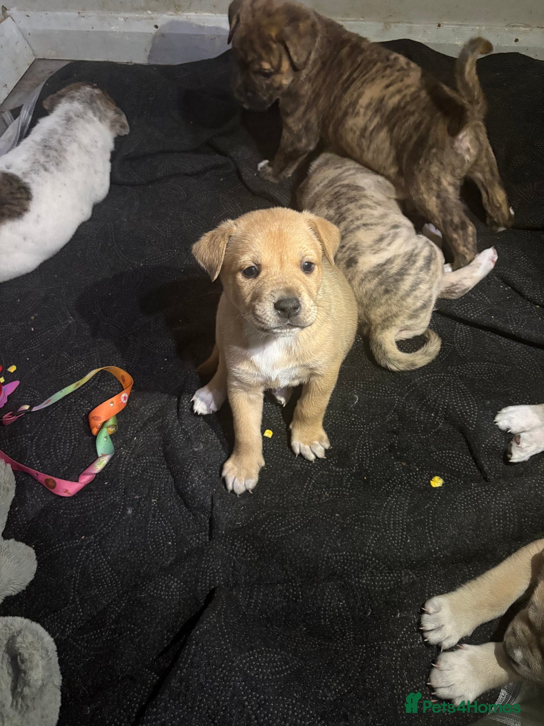 Mixed Breed dogs for sale: american akita  - Advert 4