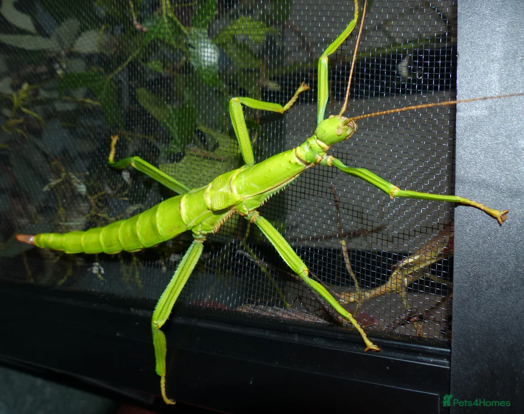 Stick Insects invertebrates for sale: Stick Insect Nymphs   Green Bean, Sabah , Sunny - Advert 1
