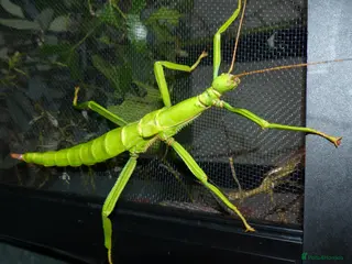 Stick Insects invertebrates Stick Insect Nymphs Green Bean, Sabah , Sunny - Advert 9