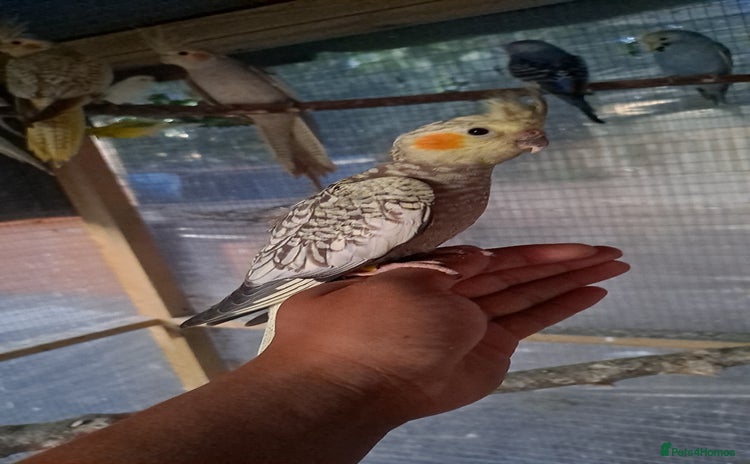 Cockatiels birds - Advert 1