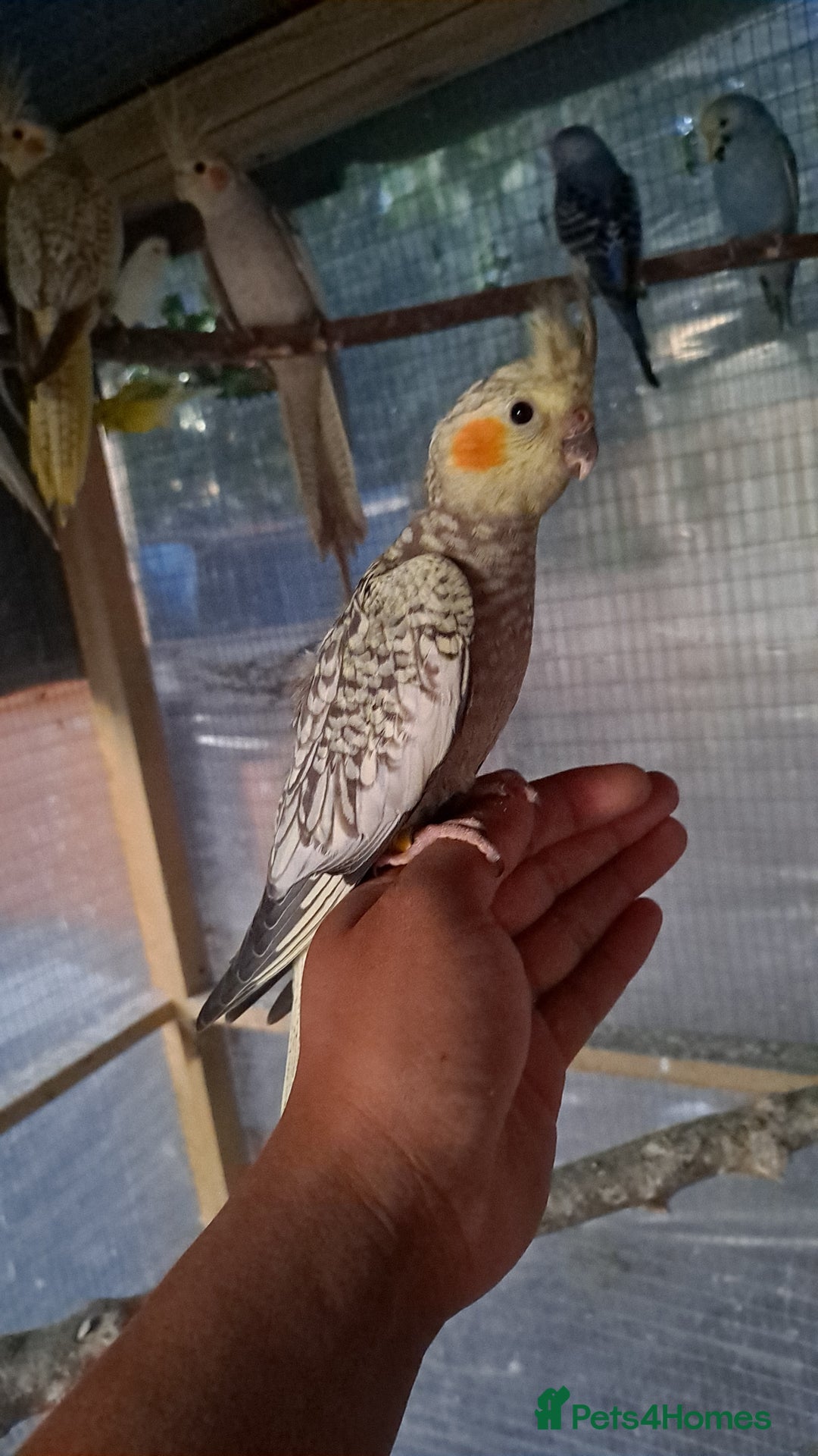 Cockatiels birds for sale: Silly hand tamed baby cockatiels for sale  - Image 1