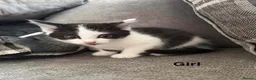 Mixed Breed cats for sale: 7 kitten for sale  in Dereham - Advert 6