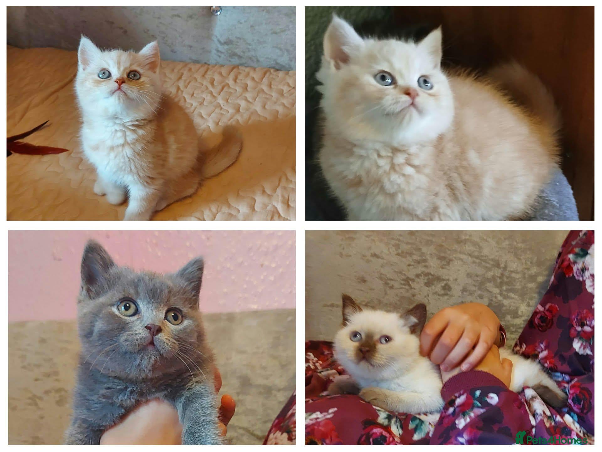 British Shorthair cats for sale: Ready now Variety of colours kittens Bradford  - Advert 8