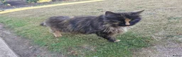 Mixed Breed cats for sale: Gentle mannered female  in North Walsham - Advert 4