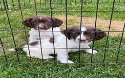 English Springer Spaniel dogs for sale: 7 English springer spaniel puppies  - Image 1