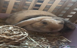 Mini Lop rabbits for sale: Lop rabbit for sale  - Image 2