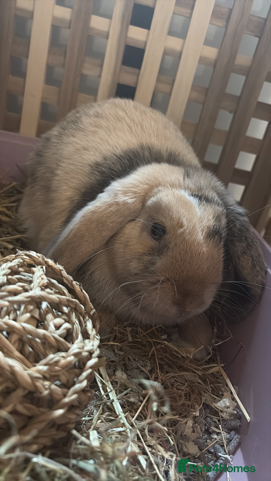 Mini Lop rabbits for sale: Lop rabbit for sale  - Image 2