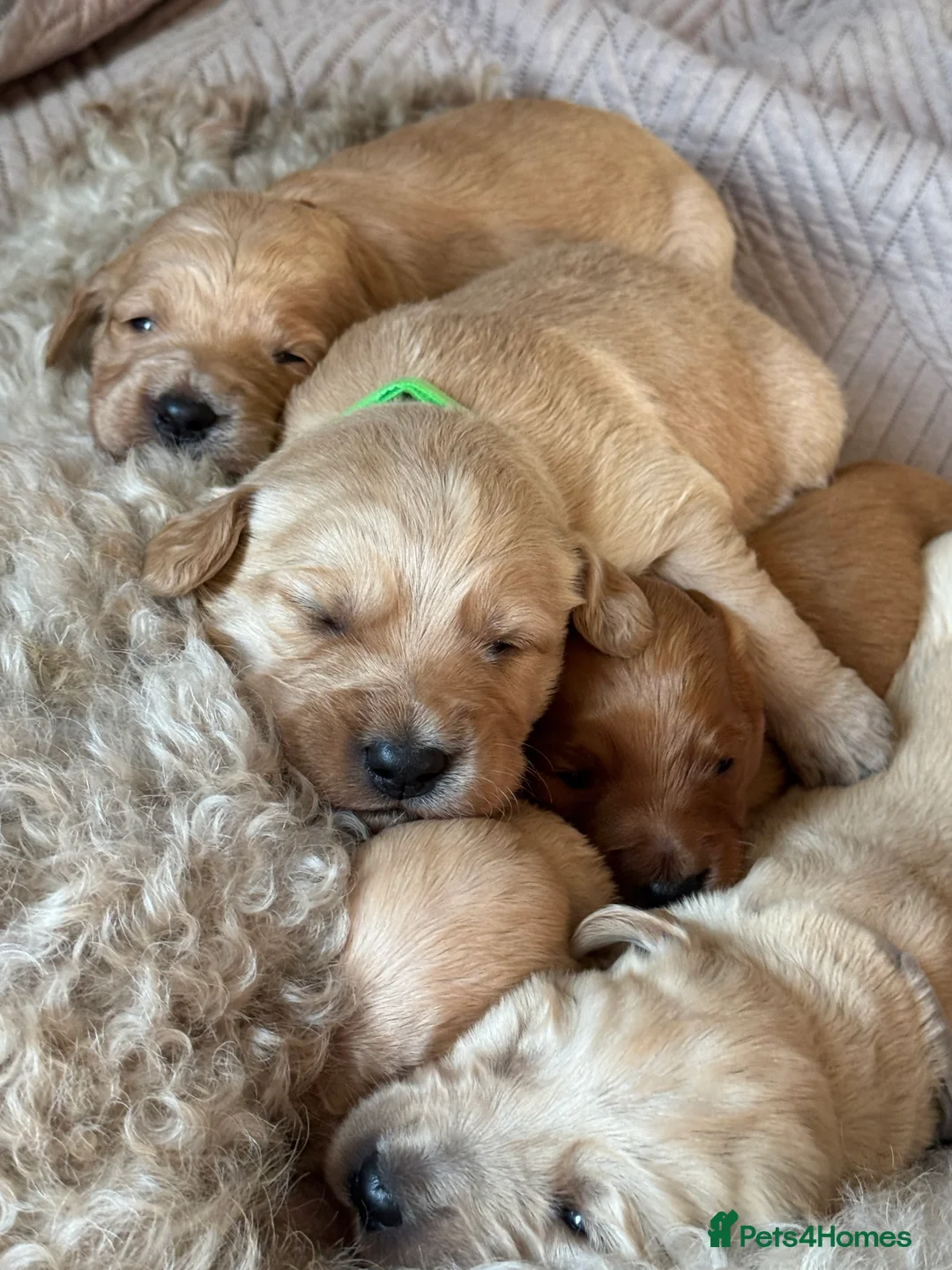 Goldendoodle dogs for sale: Expecptional goldendoodles - Advert 8