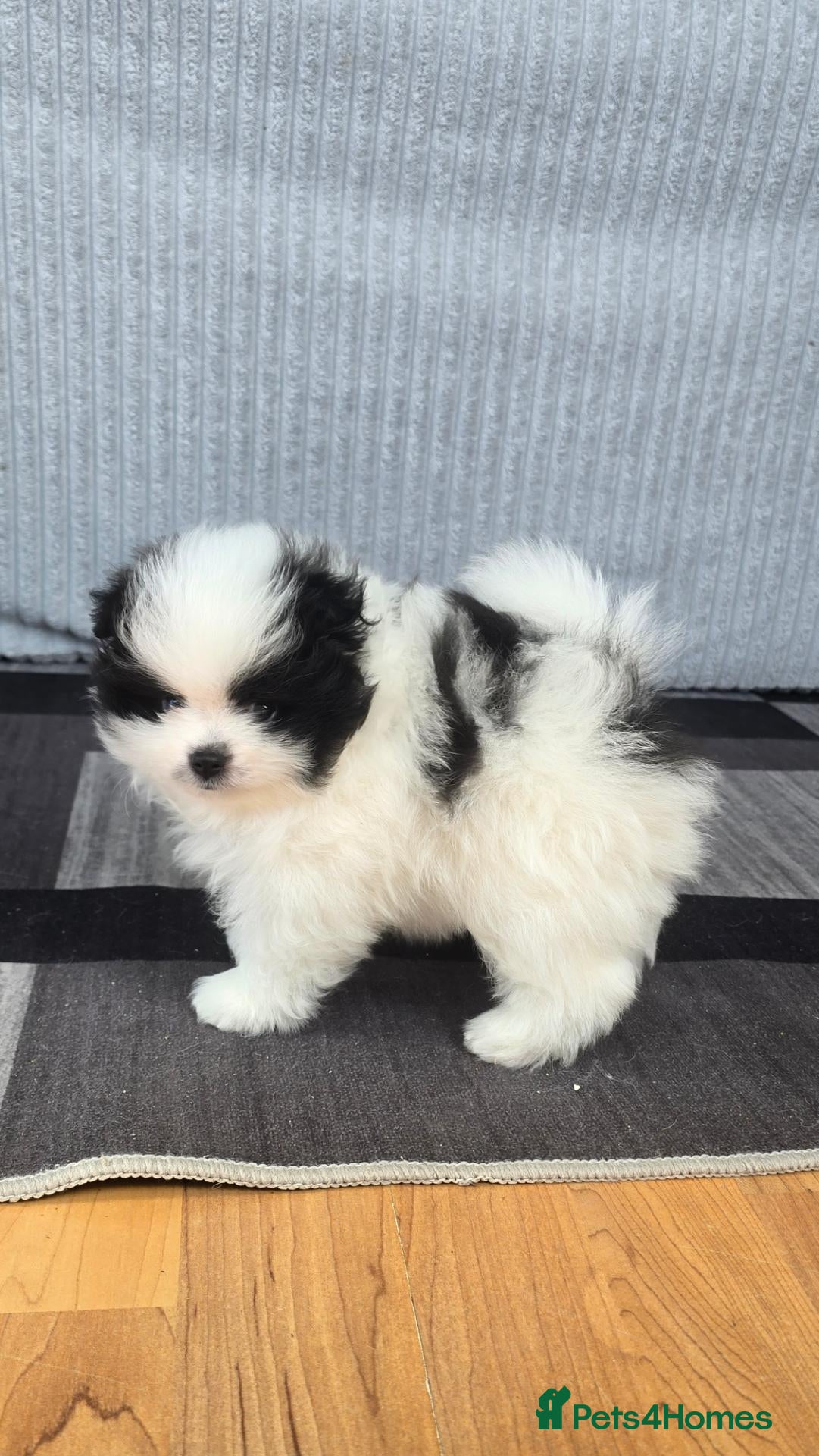 Pomeranian dogs Particolour Poms - Advert 1