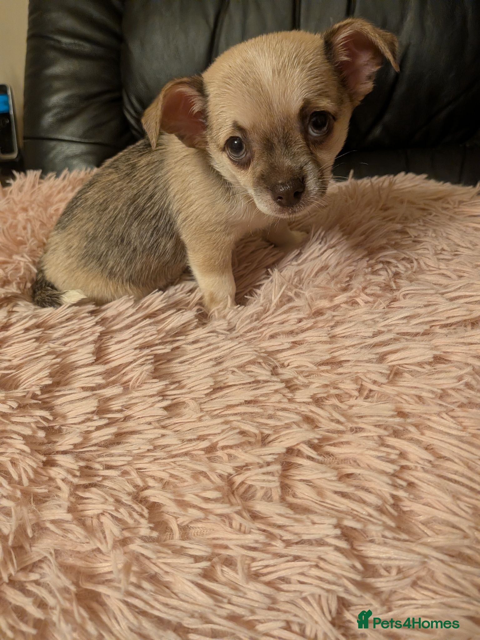 Chihuahua dogs Tiny Chihuahua for sale  - Advert 1
