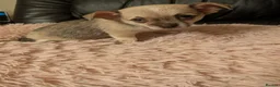 Chihuahua dogs for sale: Tiny Chihuahua for sale  - Advert 9