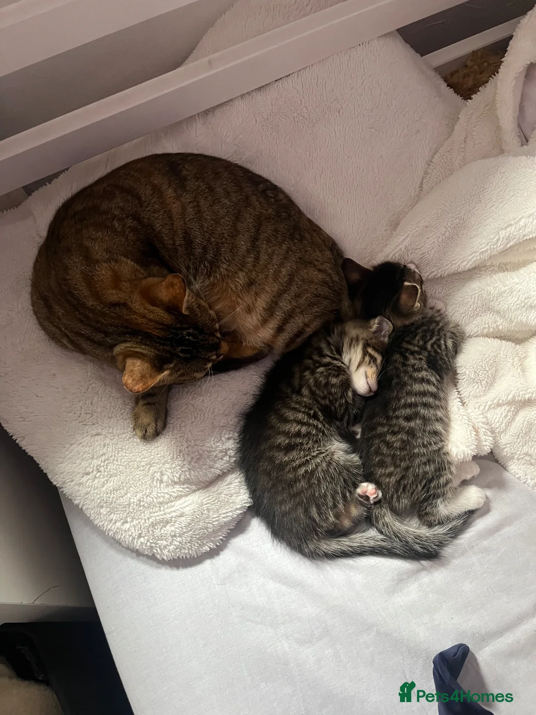 Mixed Breed cats for sale: Beautiful boys  - Advert 1