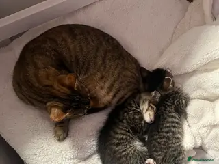 Mixed Breed cats Beautiful boys - Advert 5