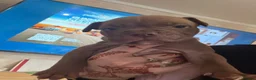 American Bull Staffy dogs for sale: Staff mixed beautiful dogs  - Advert 7