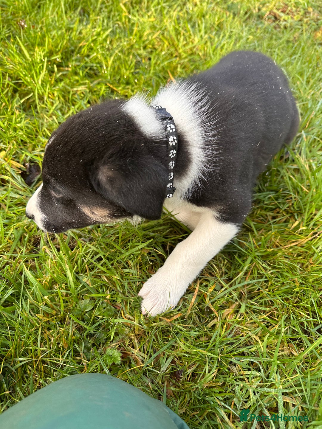 Border Collie dogs for sale: 3 Border Collie Tri-Coloured Puppies - Advert 8