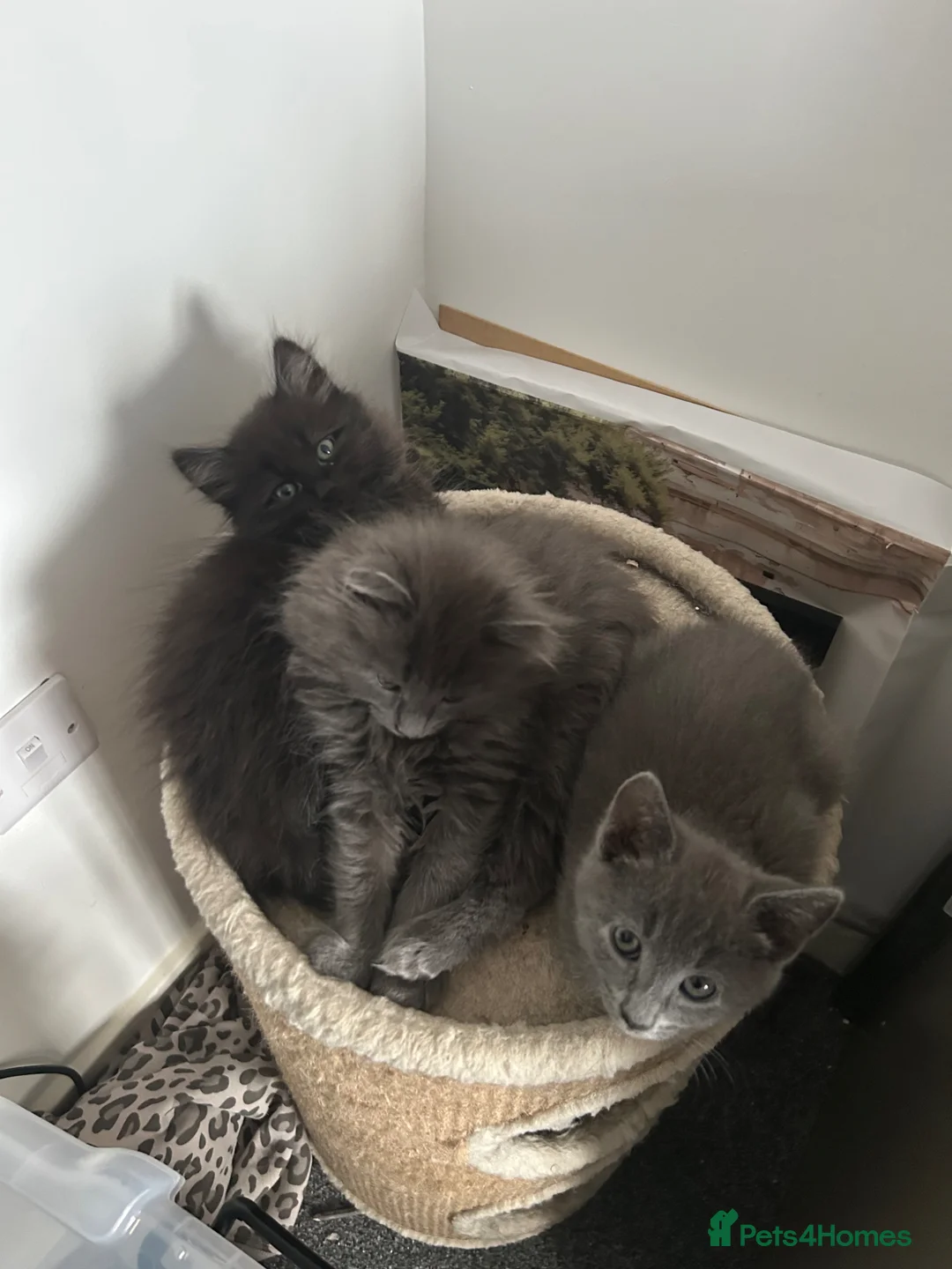 Mixed Breed cats for sale: Russian blue x long haired kittens ready  in Derby - Advert 1