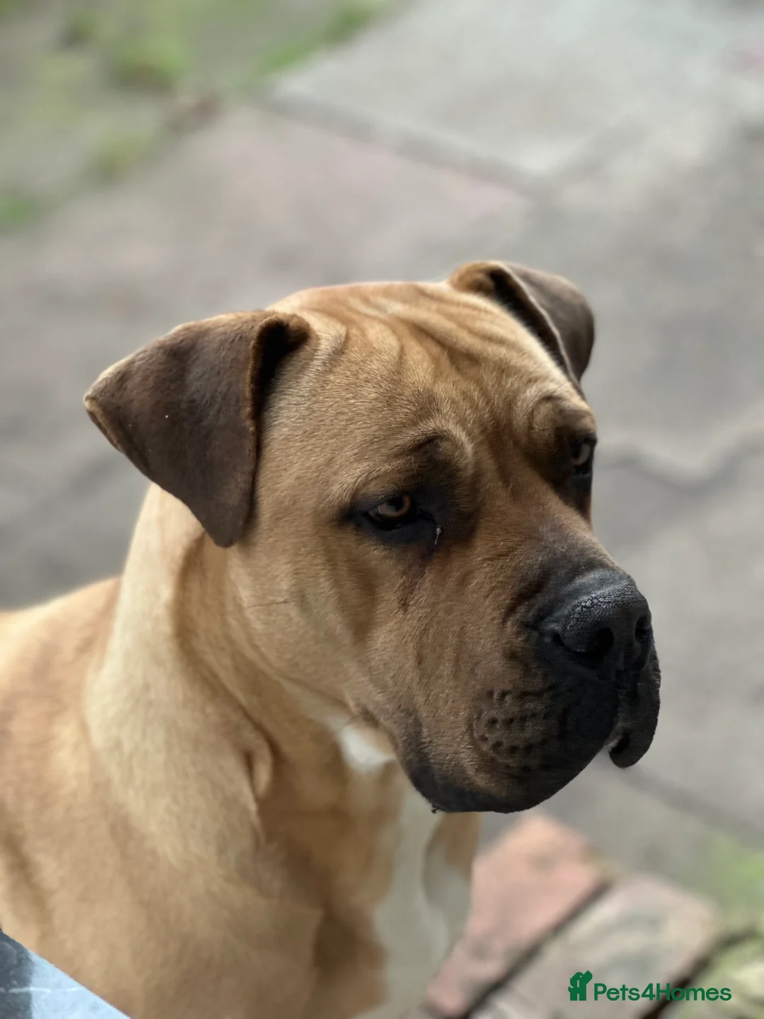 Boerboel dogs for sale: Boerboel  - Advert 2