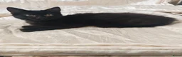 Mixed Breed cats for sale: Three lovely female kittens  - Advert 6