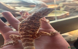 Bearded Dragon reptiles for sale: Male bearded dragon  - Image 3