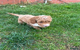 Cockapoo dogs for sale: F2b cockapoo puppies  - Image 11