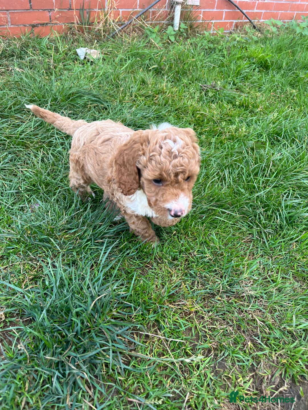 Cockapoo dogs for sale: F2b cockapoo puppies  - Image 11