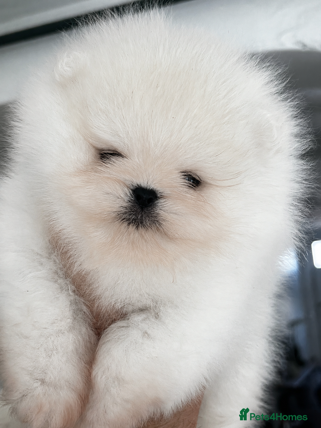 Pomeranian dogs     Luxury White Pomeranian Puppies  - Advert 4