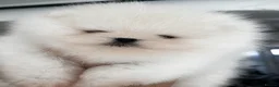 Pomeranian dogs for sale:     Luxury White Pomeranian Puppies  - Advert 22