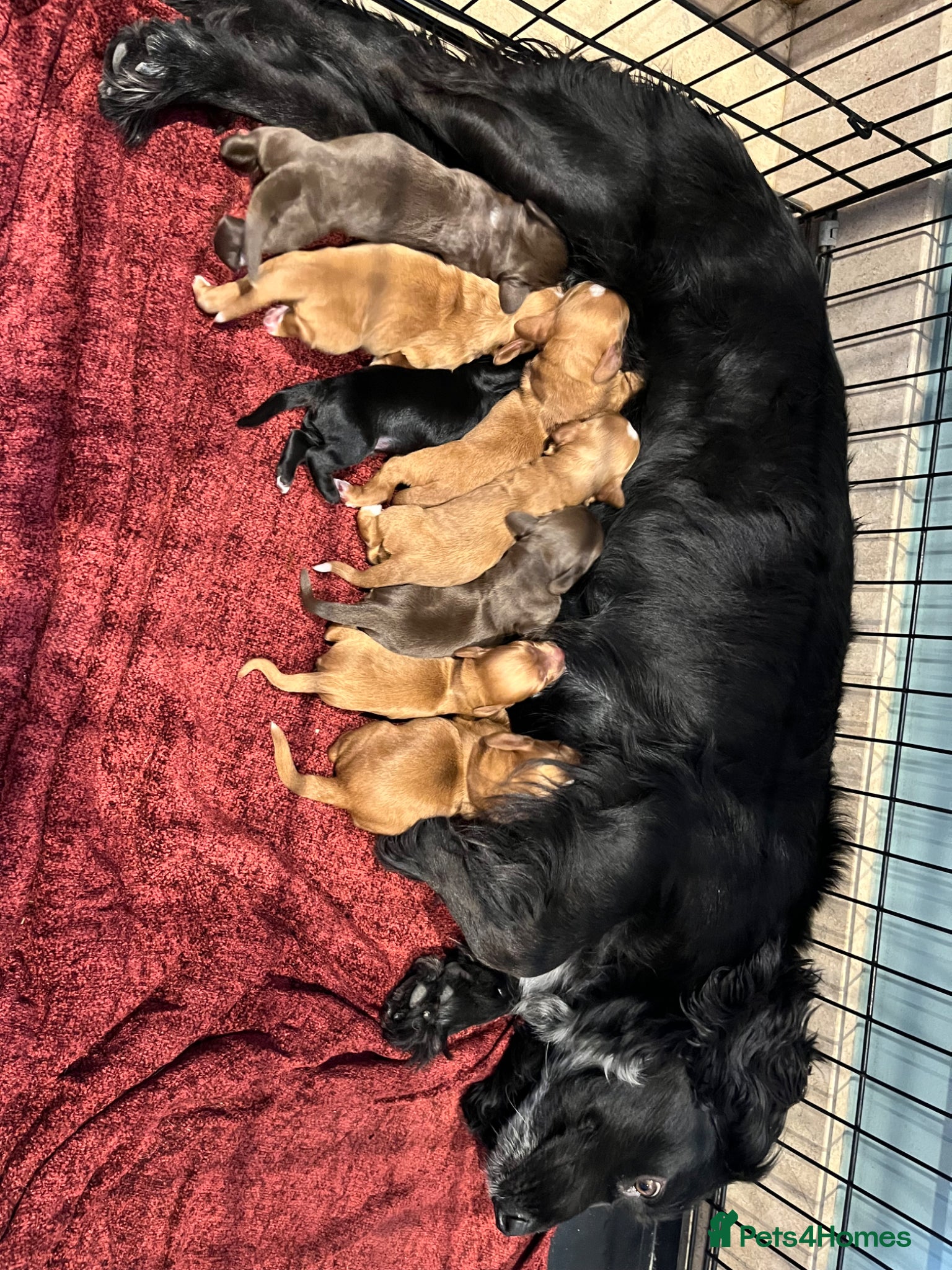 Cocker Spaniel dogs Beautiful KC registered Cocker Spaniel puppies - Advert 1