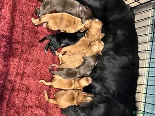 Cocker Spaniel dogs Beautiful KC registered Cocker Spaniel puppies - Advert 1