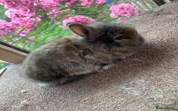 Lionhead rabbits for sale: Netherland dwarf X Lionhead  - Image 4
