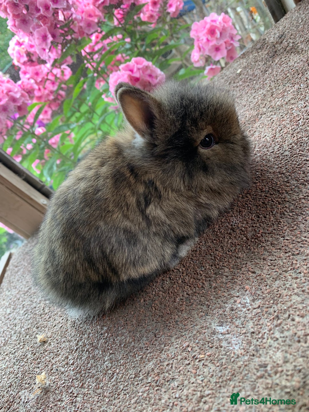 Lionhead rabbits for sale: Netherland dwarf X Lionhead  - Image 4
