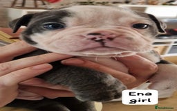 English Bulldog dogs for sale: Olde English bulldog puppies  - Image 7