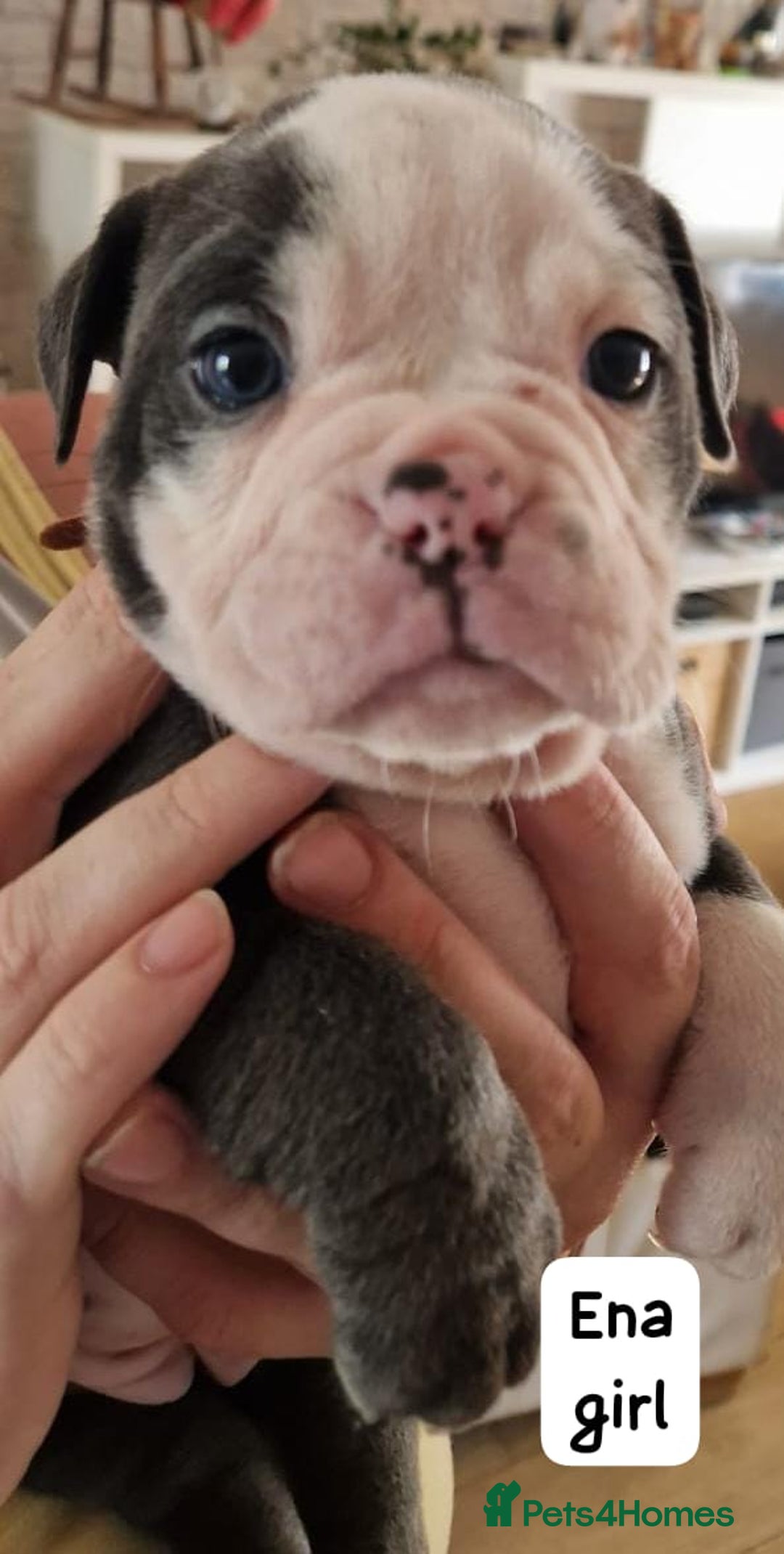 English Bulldog dogs for sale: Olde English bulldog puppies  - Image 7