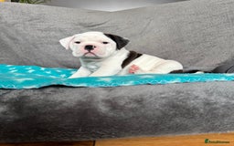 Old Tyme Bulldog dogs for sale: 🩷🩷Old Tyme Bulldog Puppies🩷🩷 - Image 15