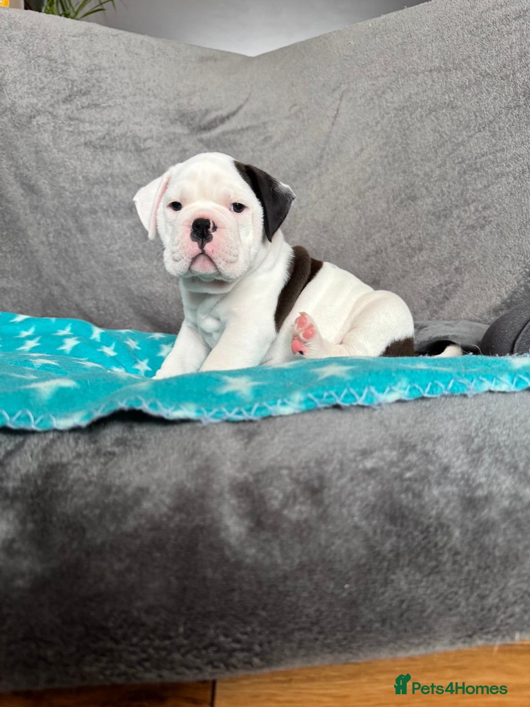 Old Tyme Bulldog dogs for sale: 🩷🩷Old Tyme Bulldog Puppies🩷🩷 - Image 15