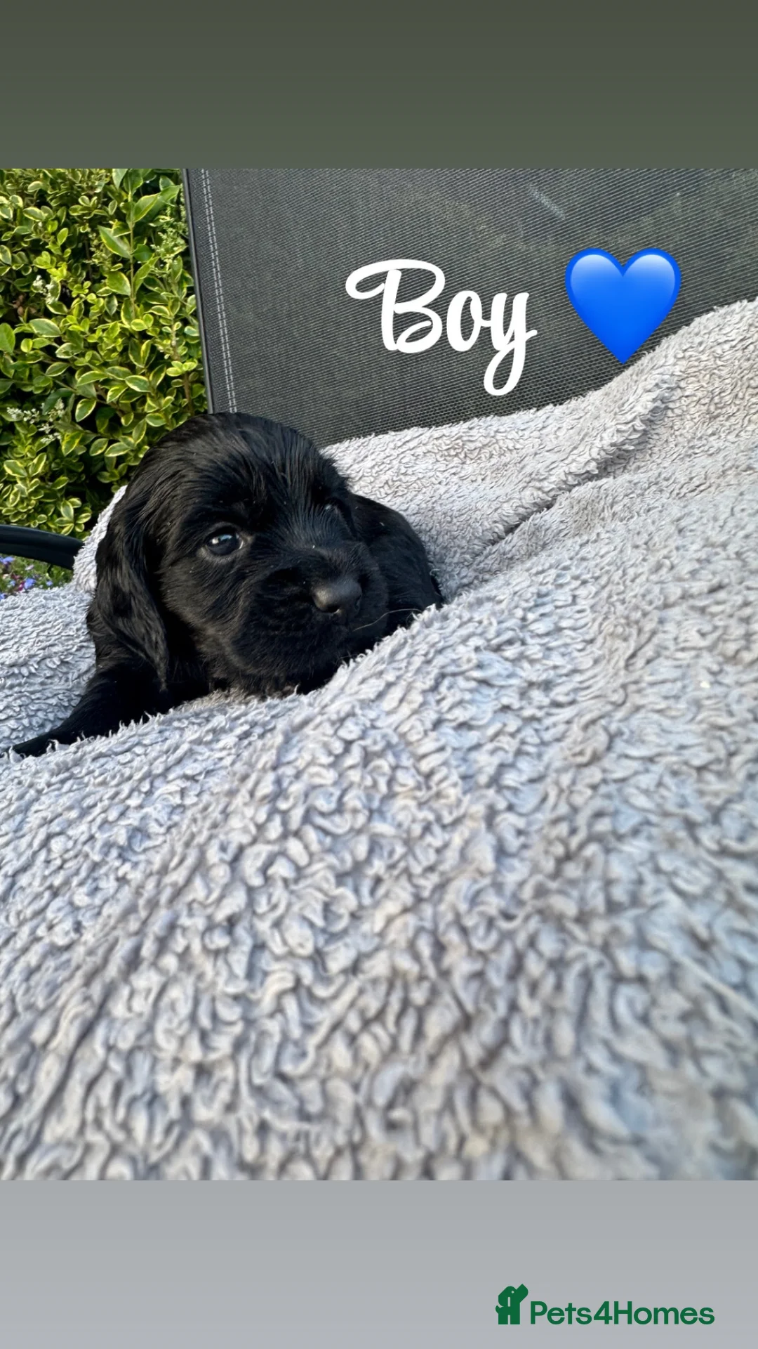 Cockapoo dogs for sale: Stunning litter of cockapoo puppies  in Ashford - Advert 2