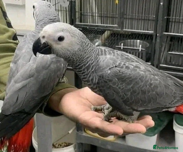 Parrots birds Sweet tamed & talking handfed African Grey Parrots - Advert 9