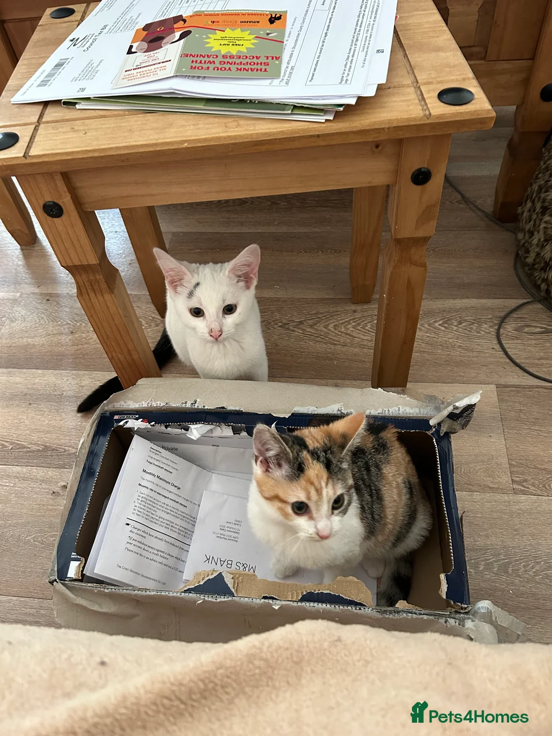 Mixed Breed cats for sale: We Adopt all cats and kittens 🤩 in Tewkesbury - Advert 10