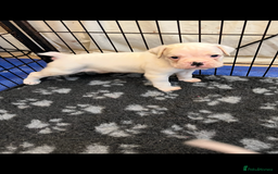 Boxer dogs for sale: Bobtail Boy from Health Tested Parents  - Image 5