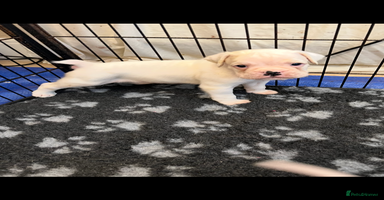 Boxer dogs - Advert 2