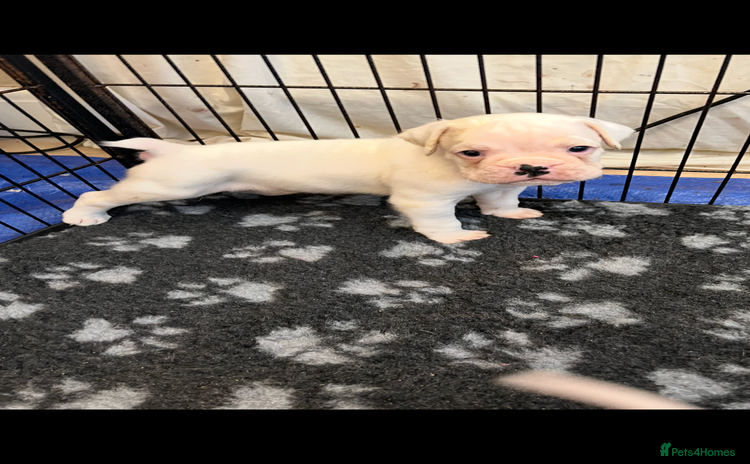 Boxer dogs - Advert 12