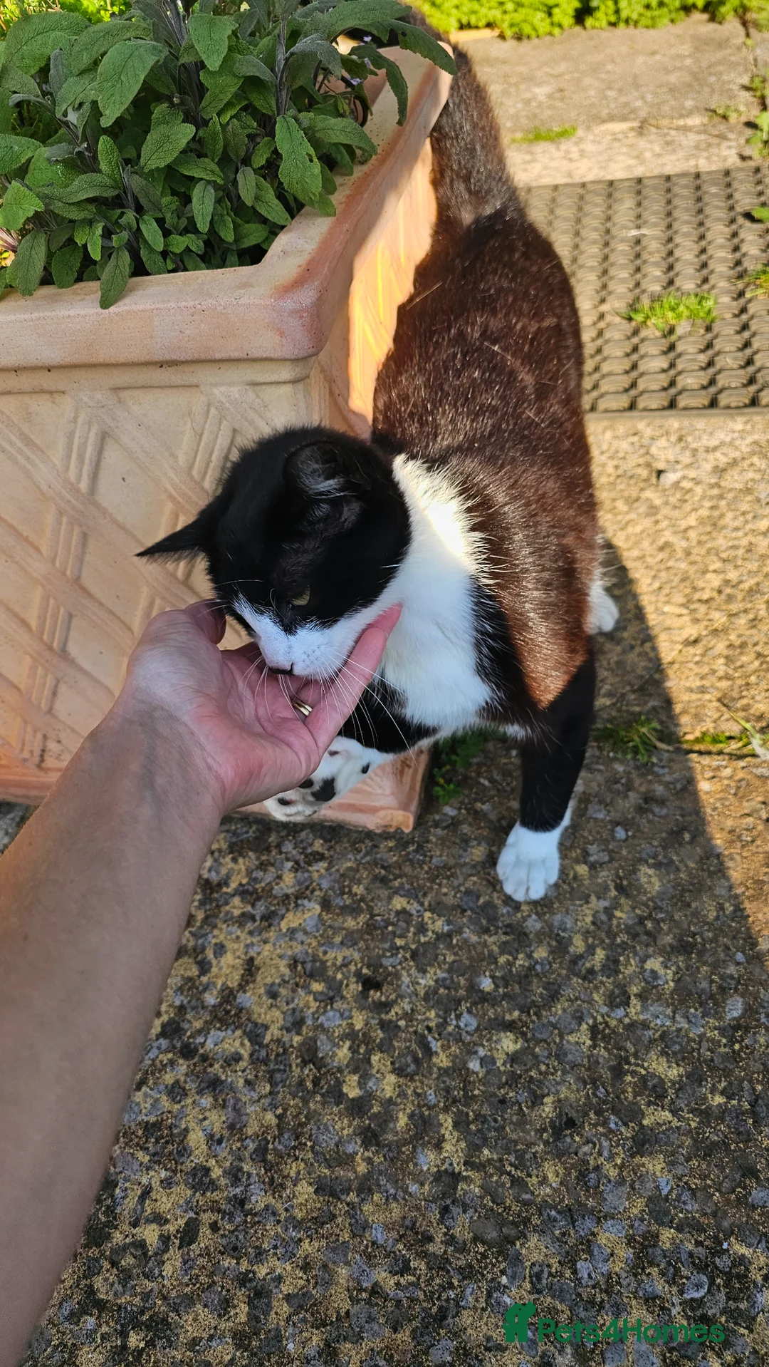 Mixed Breed cats for sale: Smudge - friendly loving female cat - Advert 2