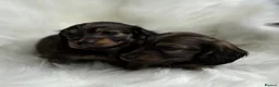 Miniature Dachshund dogs for sale: Kc Registered Miniature Dachshunds at Westfena  - Advert 4