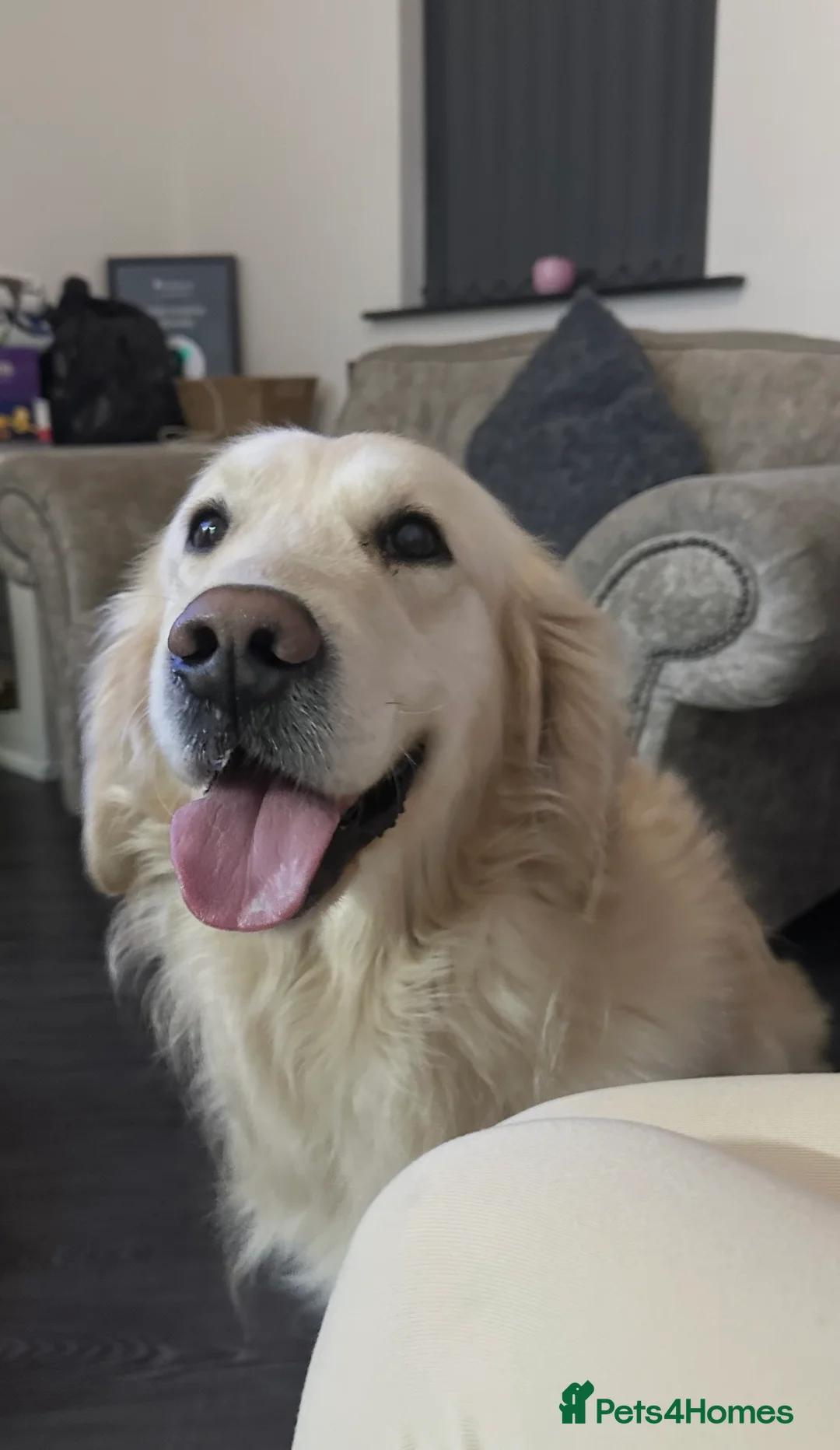 Golden Retriever dogs for stud: Beautiful golden RETRIVER for stud - Advert 2