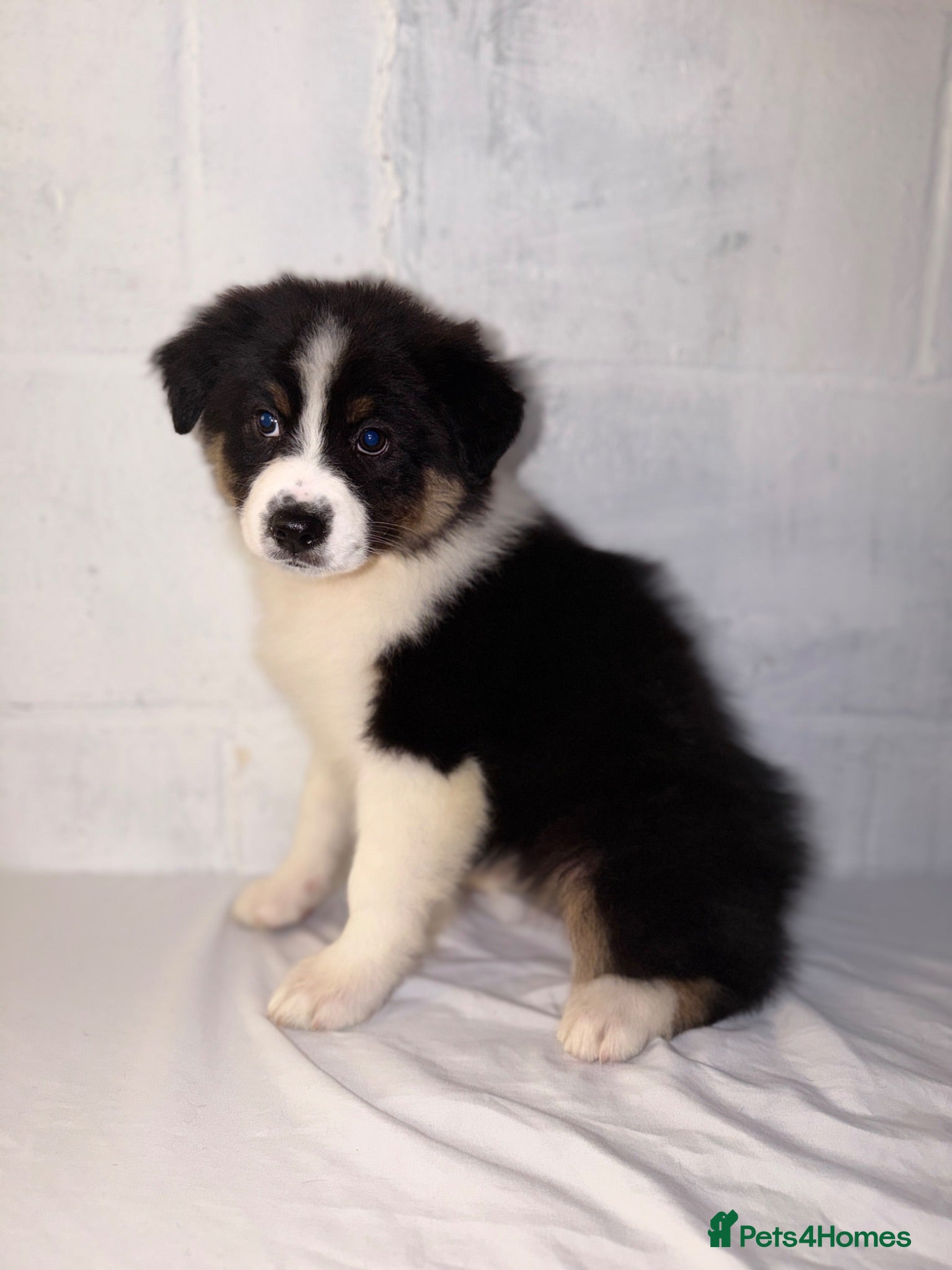 Australian Shepherd dogs Australian Shepherd Puppies  - Advert 2