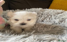 Maltese dogs for sale: Beautiful Maltese Puppies  - Image 10