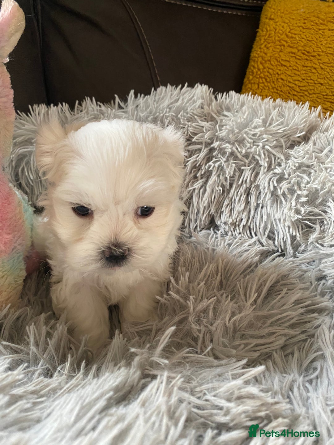 Maltese dogs for sale: Beautiful Maltese Puppies  - Image 10