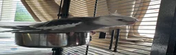 Cockatiels birds for sale: Whiteface grey cockatiel  in Manchester - Advert 3