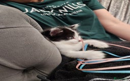 Mixed Breed cats for sale: Beautiful X Mainecoon babies  - Image 7